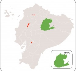 Napo